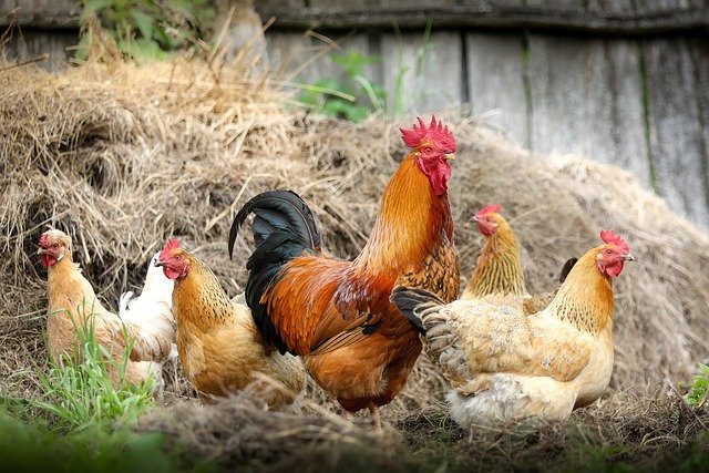 ozono para la cria de aves