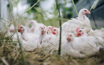 Eliminación de bacterias en la cría del pollo
